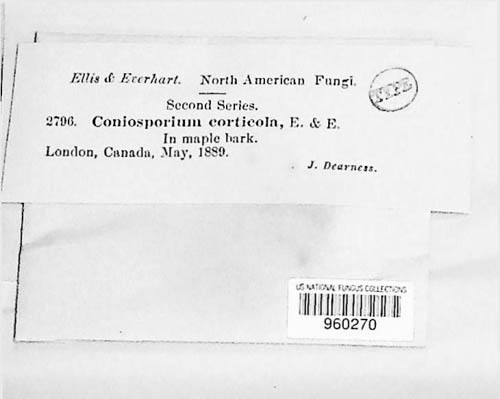 Cryptostroma image